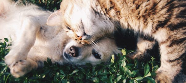 family pet cats and dogs